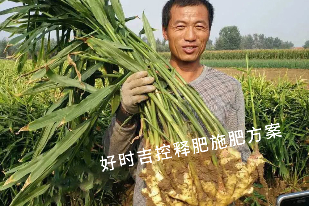 姜農(nóng)滿意，效果杠杠的！